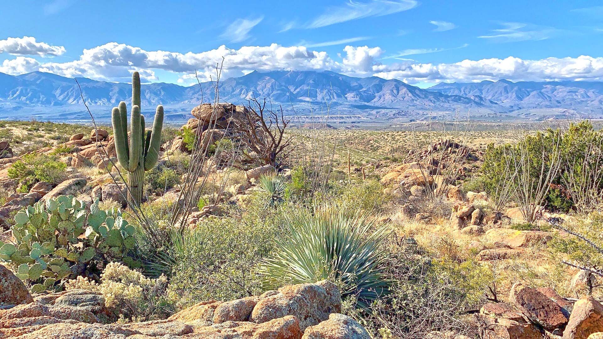 A desert landscape with mountains in the background and a cactus in the foreground.