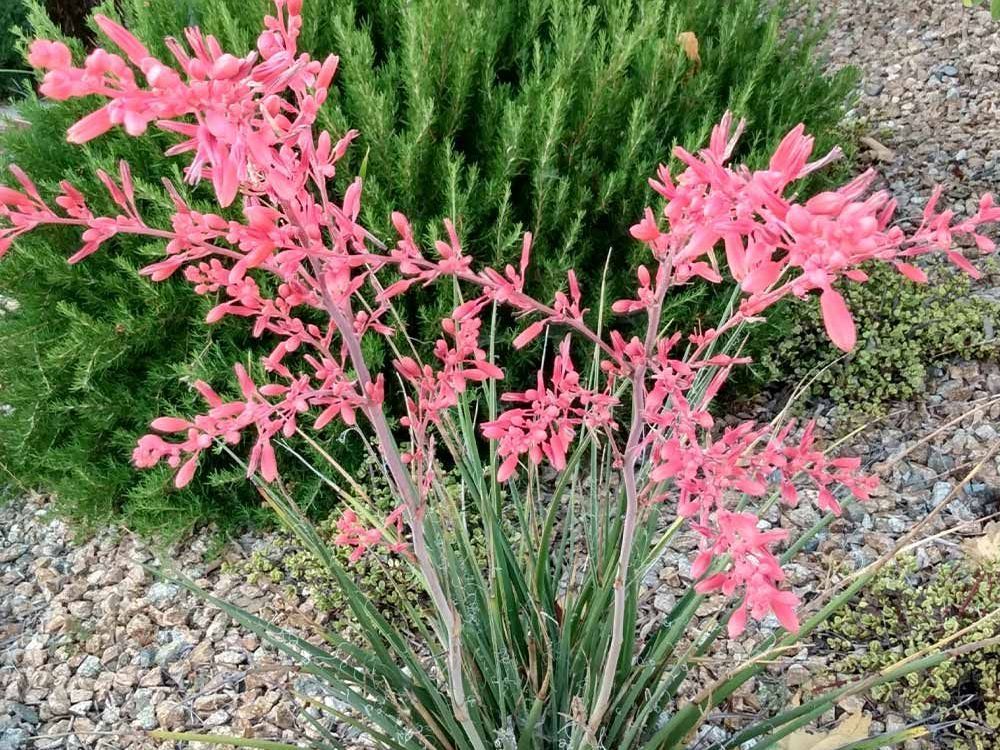 Red Yucca