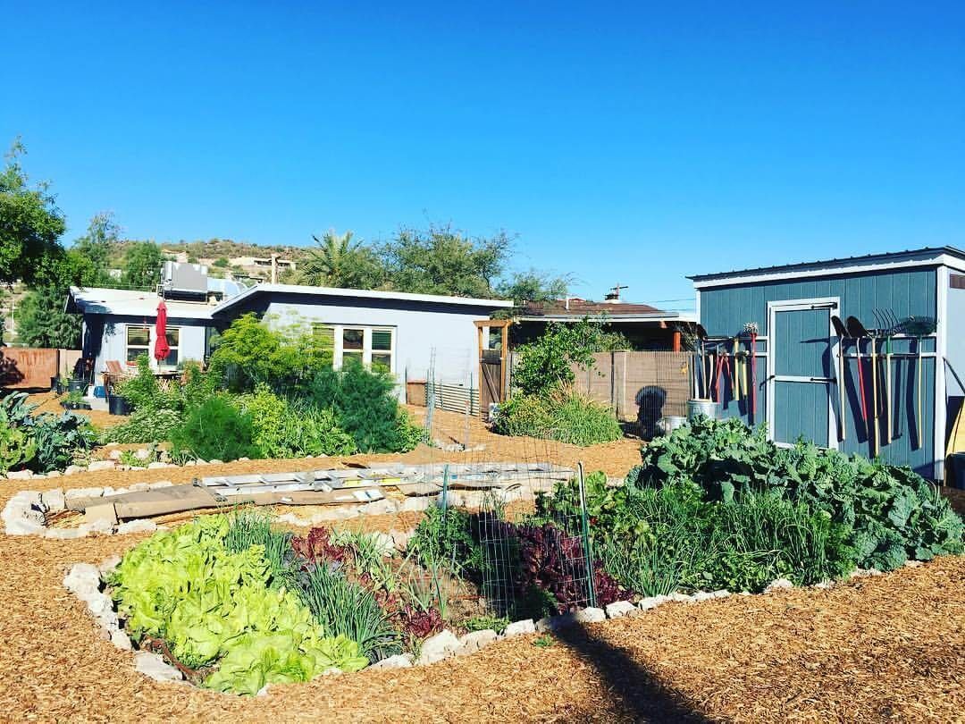 A garden with lots of plants and a shed in the background.