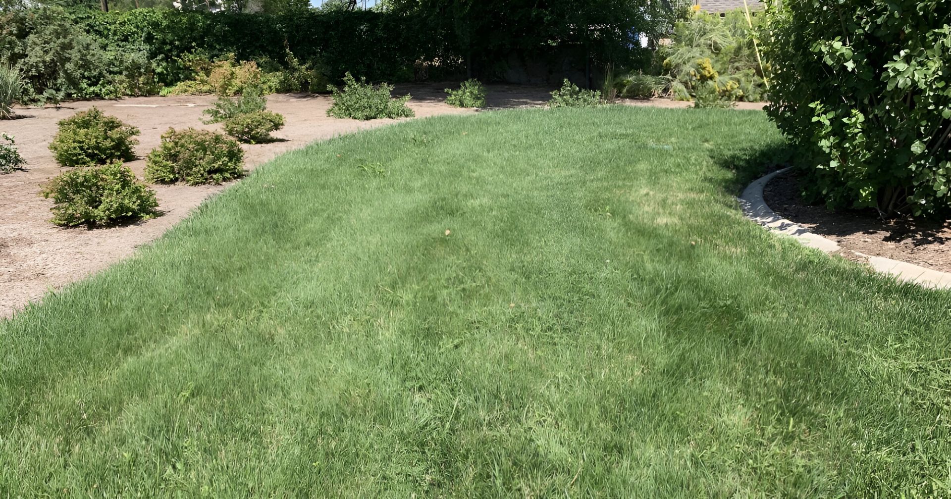 A lush green lawn with a few bushes in the background.