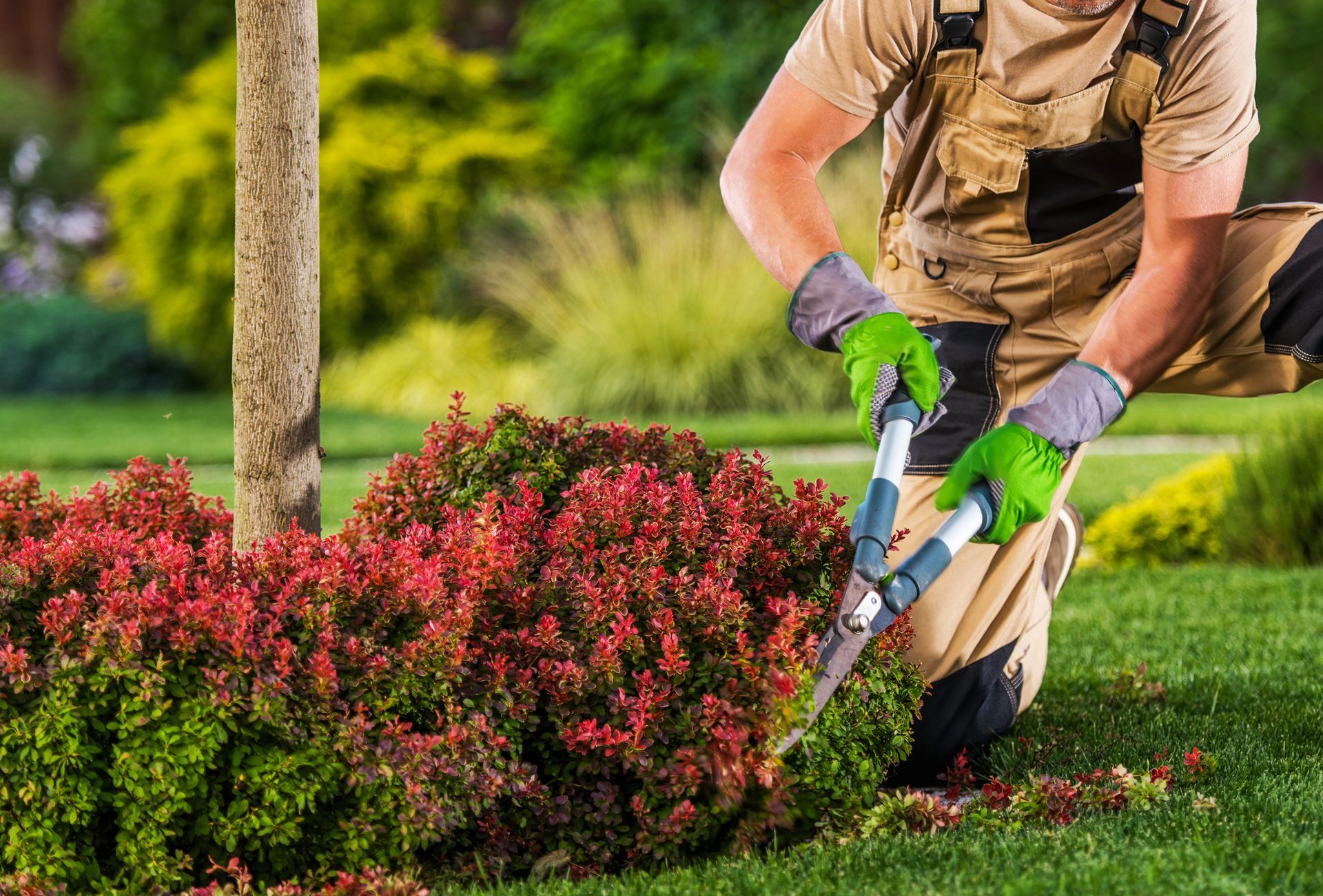 Neatly trimmed shrubs enhancing curb appeal at a Goodyear, AZ commercial property
