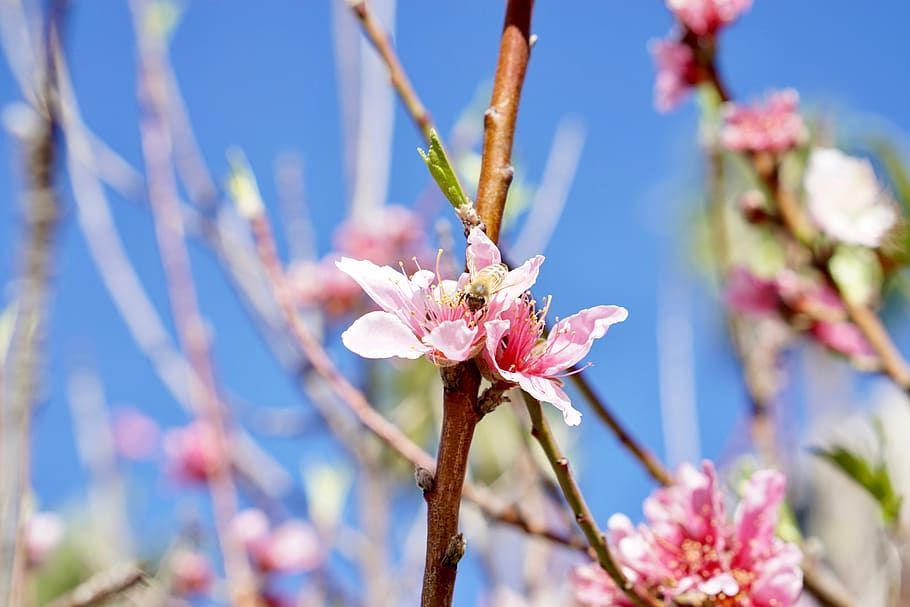 A close up of a pink flower on a tree branch