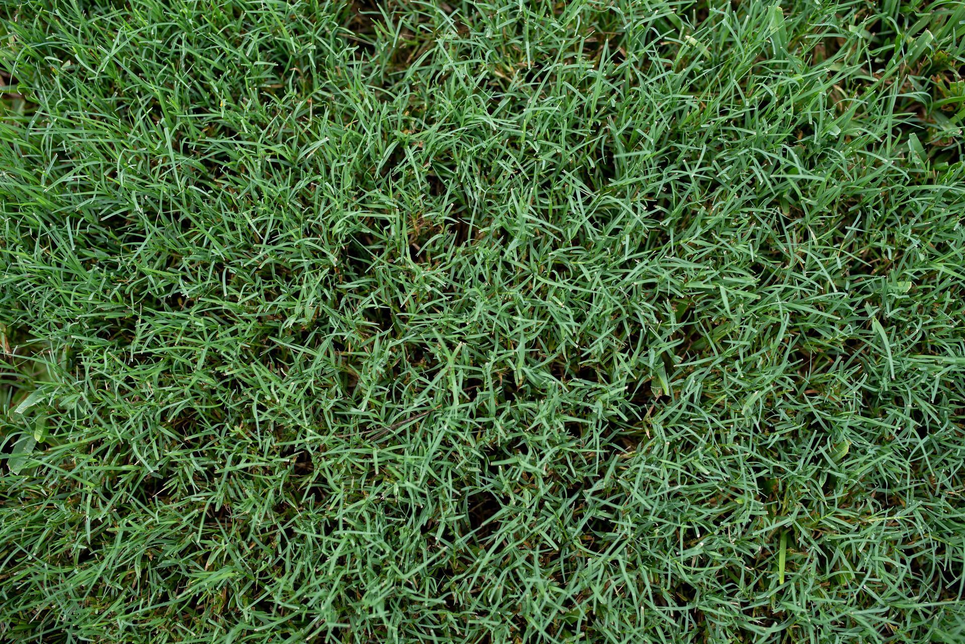 Green lawn grass.