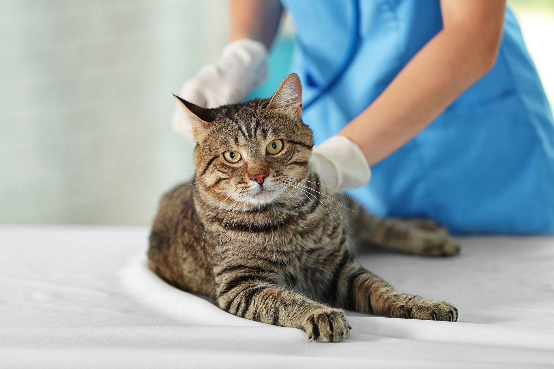 Veterinarian doctor checking cat at a vet clinic.