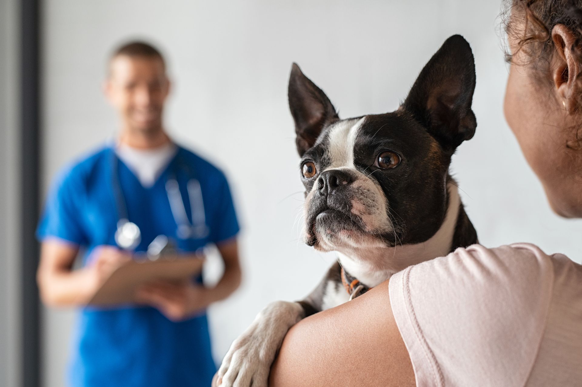 A partial view of a woman holding her Boston terrier dog while a vet walks towards them.