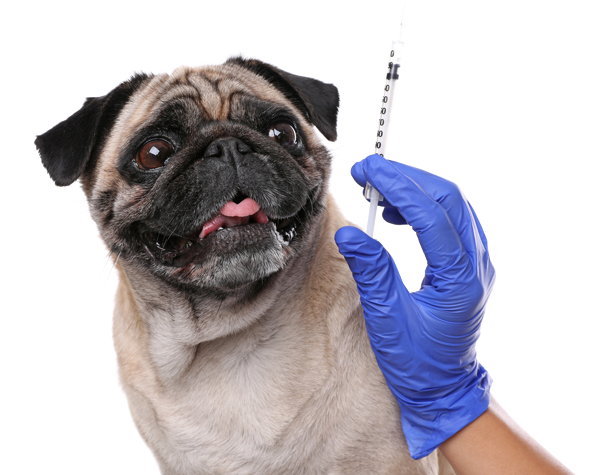 A pug looking up at a syringe held by a person wearing a blue medical glove against a white background. A pug looking up at a syringe held by a person wearing a blue medical glove against a white background.