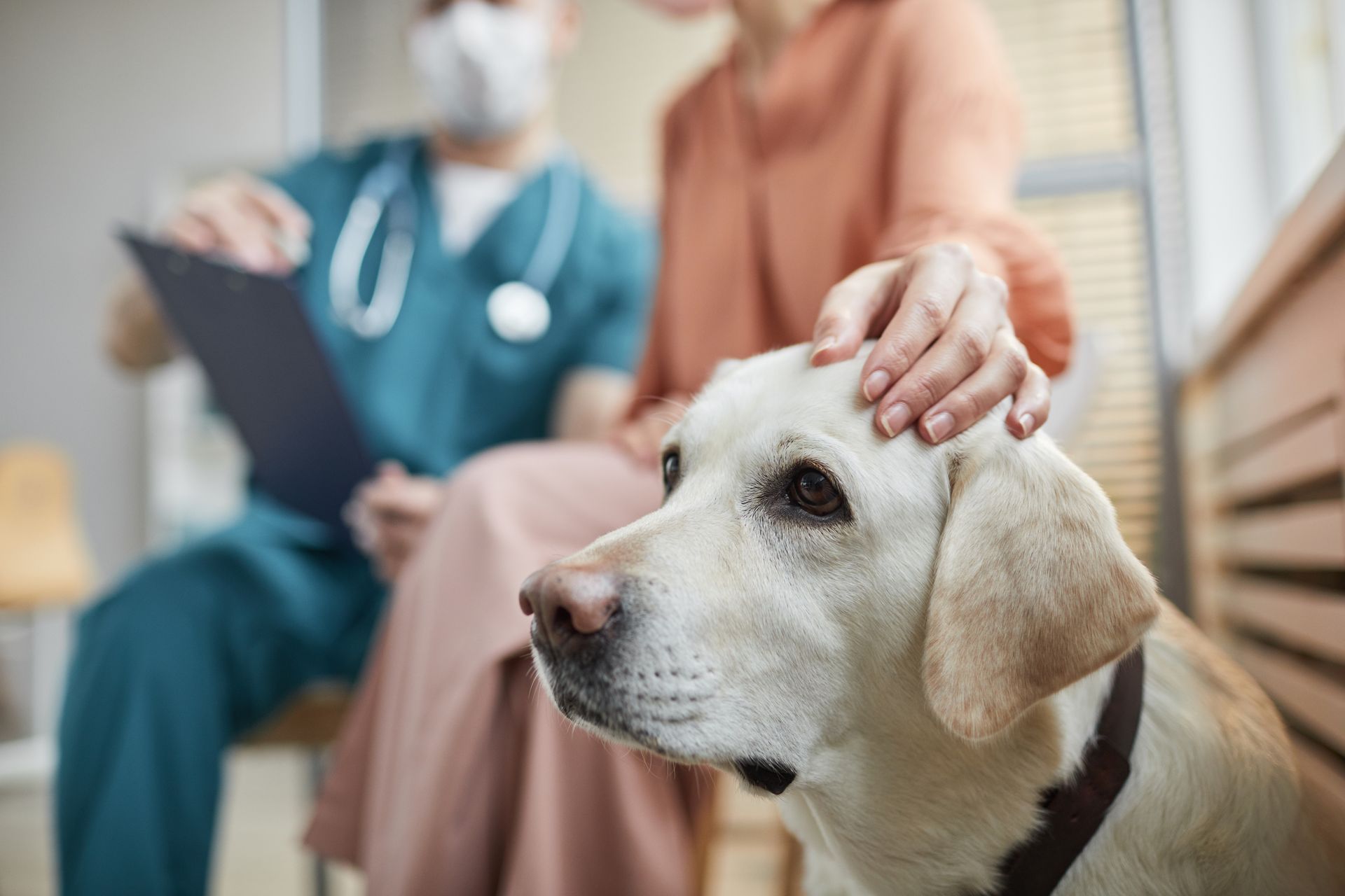 View of a dog being pet by the owner, who is talking with a vet in the background.