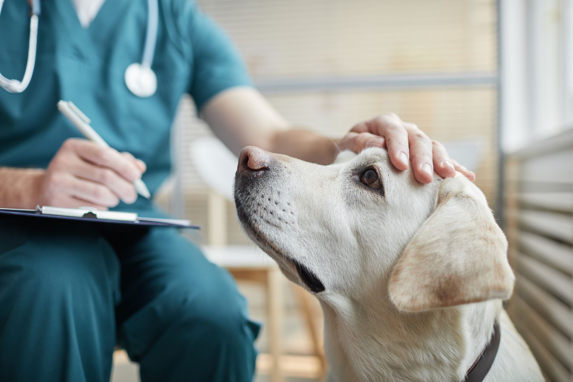 A close-up of a white Labrador dog with a veterinarian stroking its head.