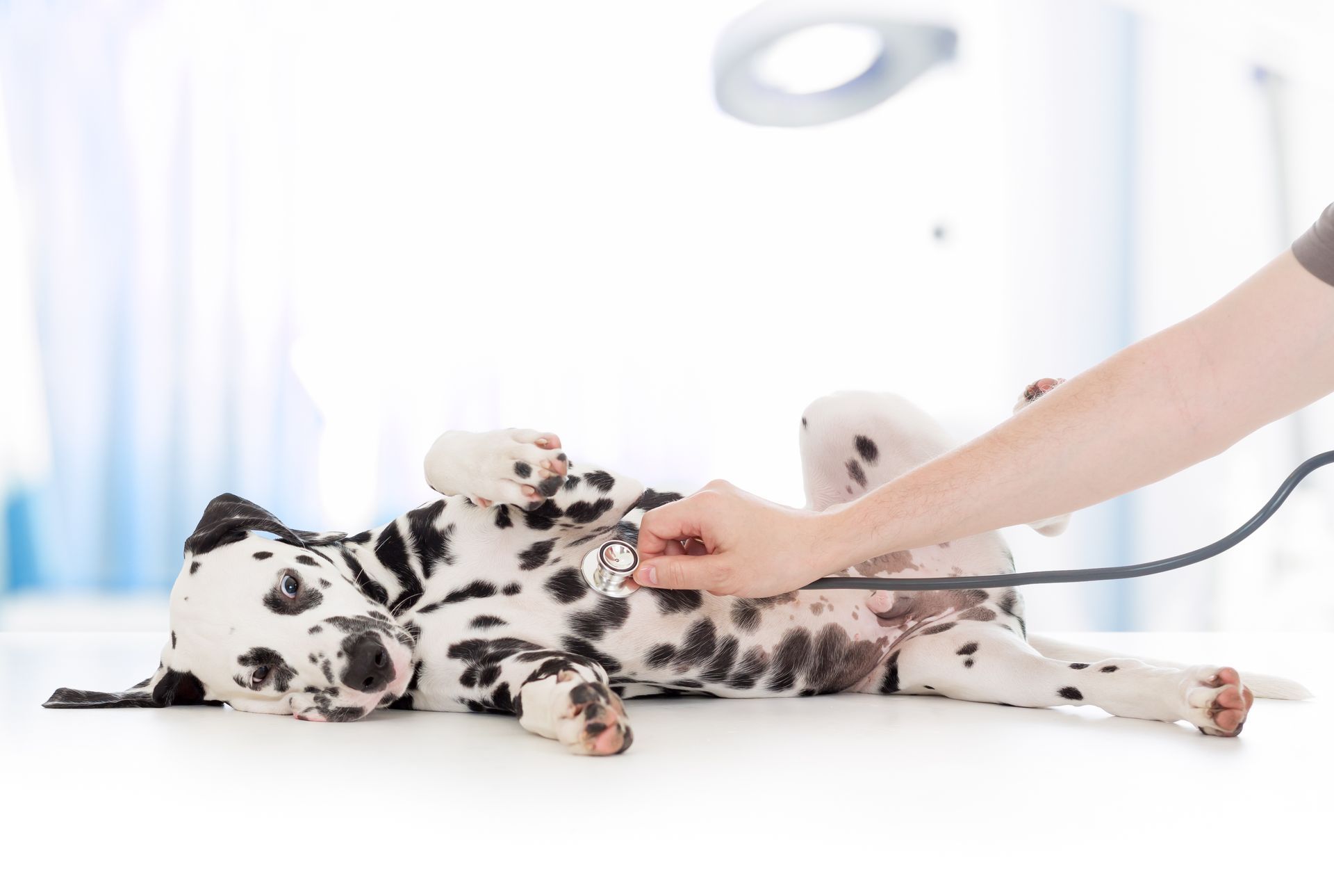 Dog examination by a veterinarian with a stethoscope at a clinic, showcasing vet care.