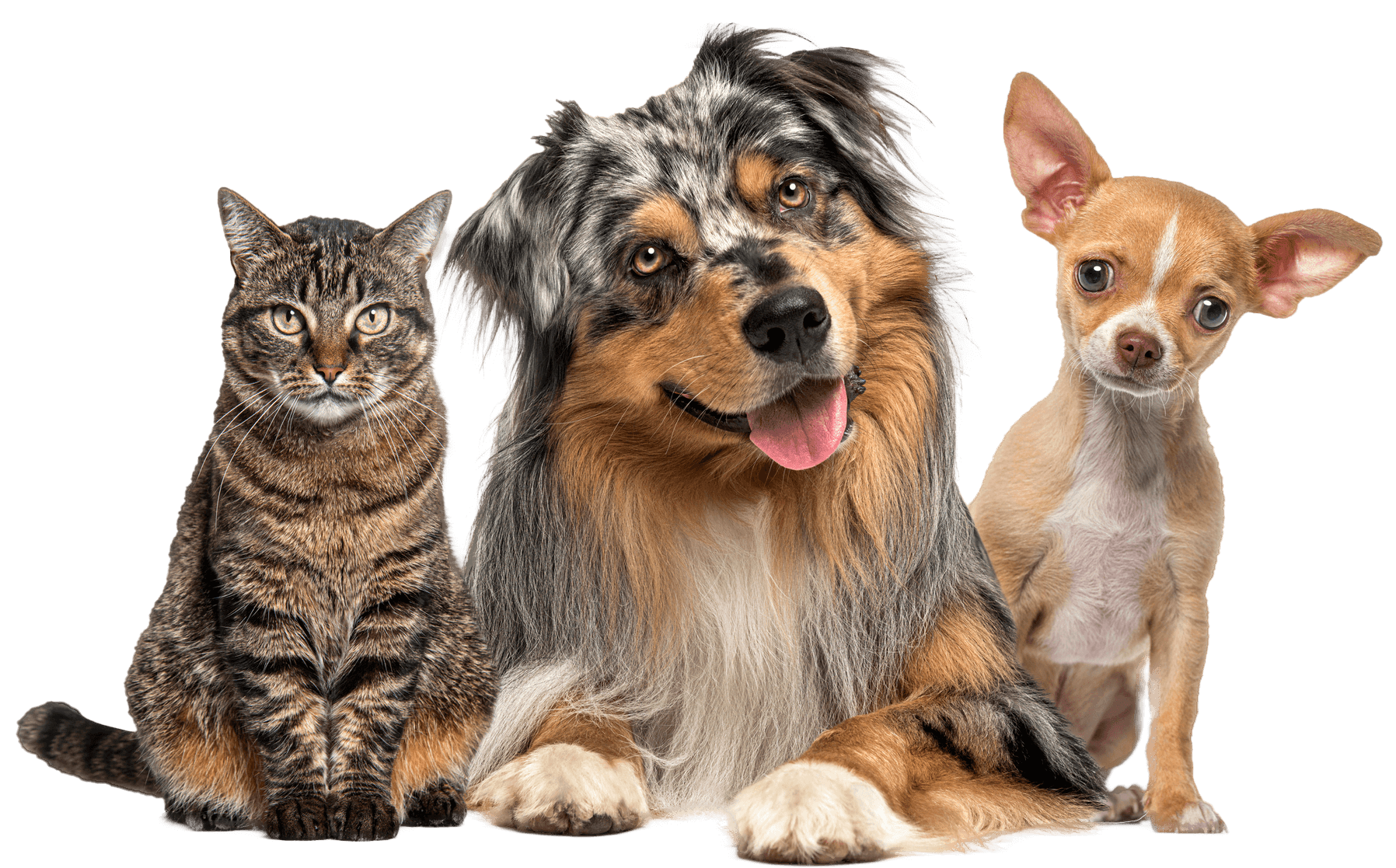 A golden retriever dog laying down with its tongue hanging out A dog, a cat and a chihuahua are sitting next to each other on a white background.