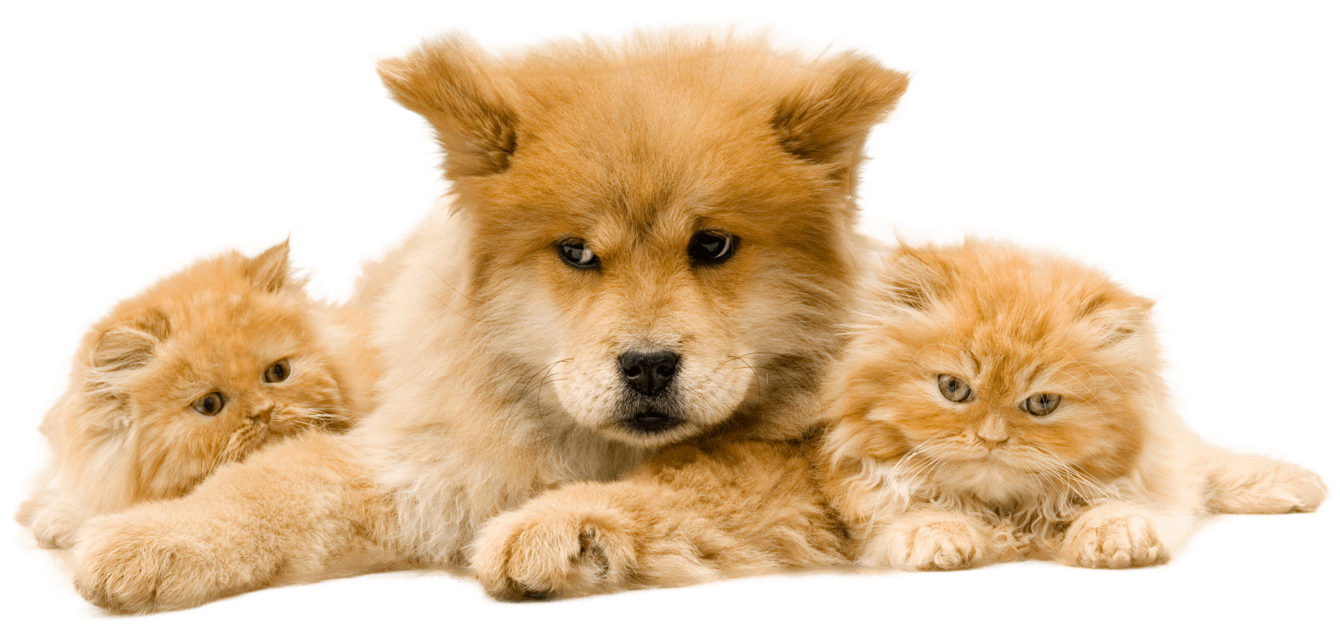 A dog and two kittens are laying next to each other. A dog and two kittens are laying next to each other.