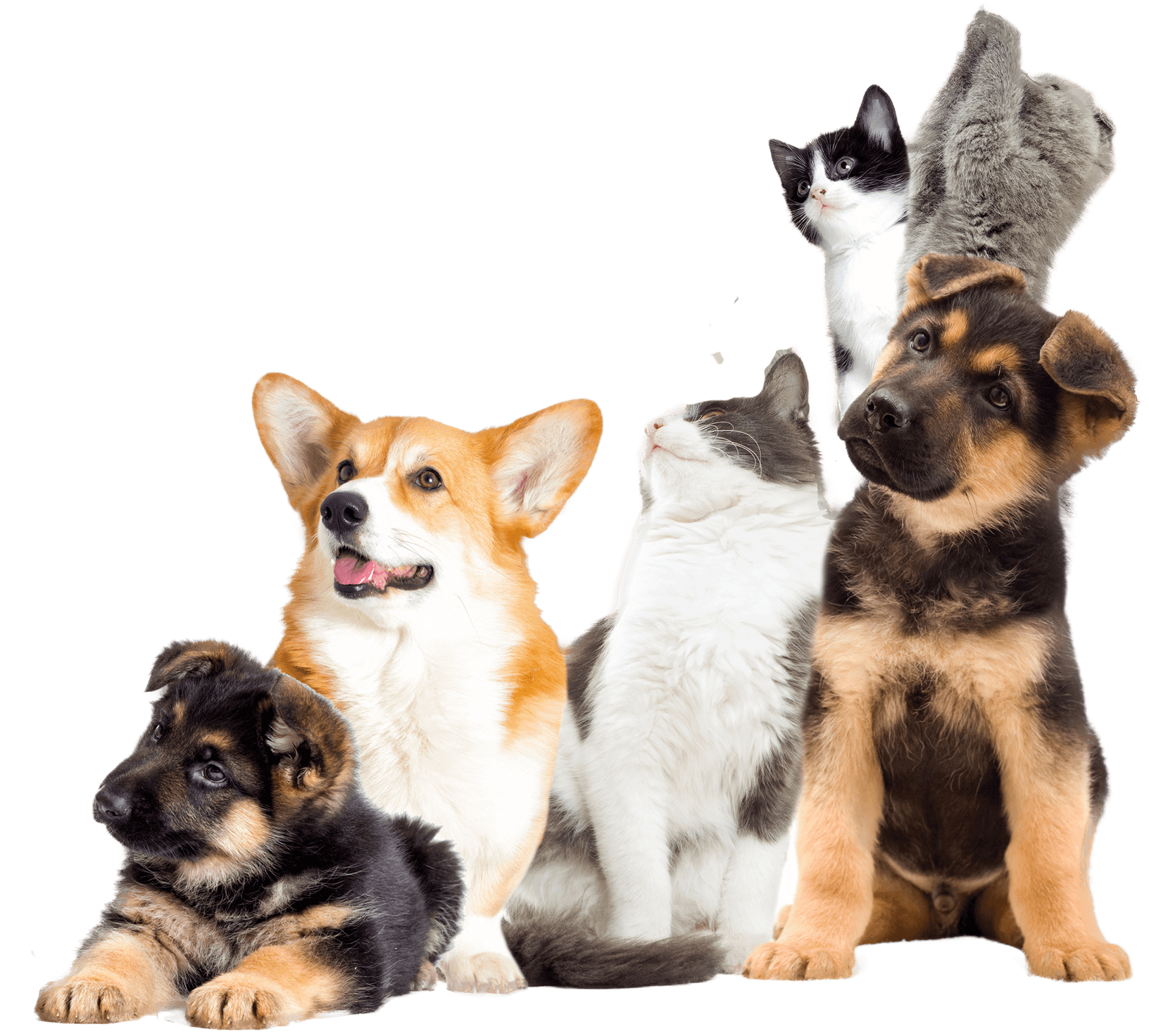 A group of dogs, cats, and a guinea pig are sitting next to each other on a white background. A group of dogs, cats, and a guinea pig are sitting next to each other on a white background.