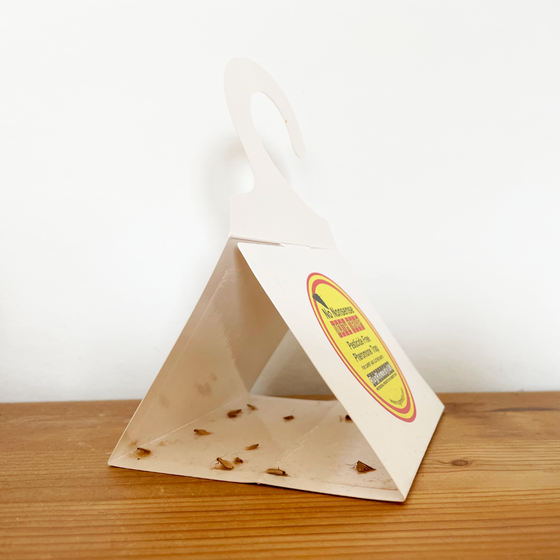 Pheromone Moth Trap with numerous moths that have been trapped.