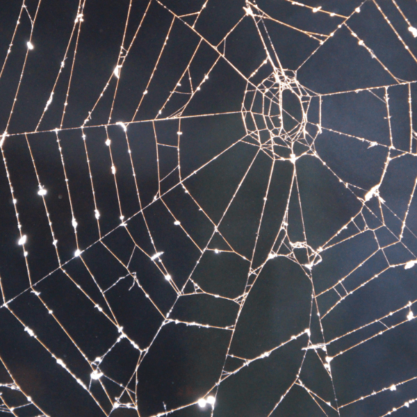 Picture of a spider’s web with dew drops on it.