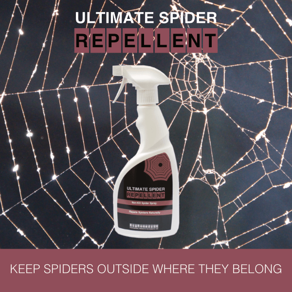 Spider Repellent - image of a spider in a web.