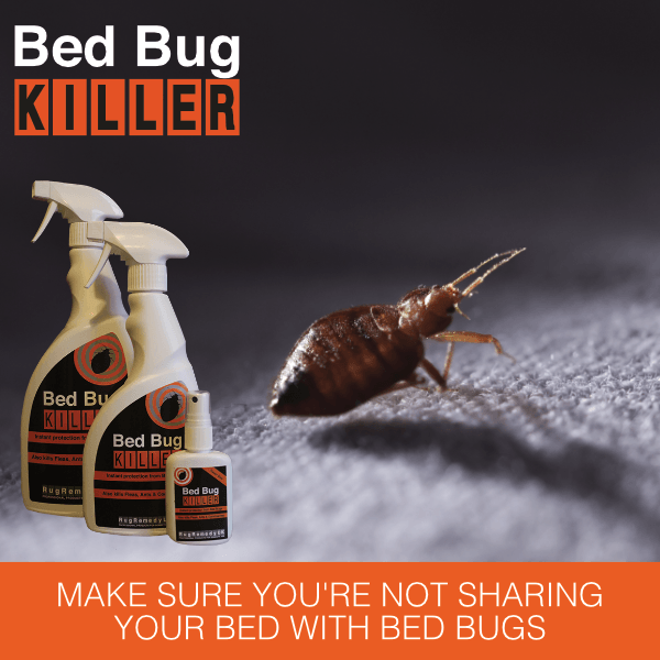 A bed bug sitting on a blanket with three different size bottles of Bed Bug Killer next to it.