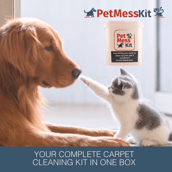 Golden retriever dog with a cute grey and white kitten tapping it on the nose.