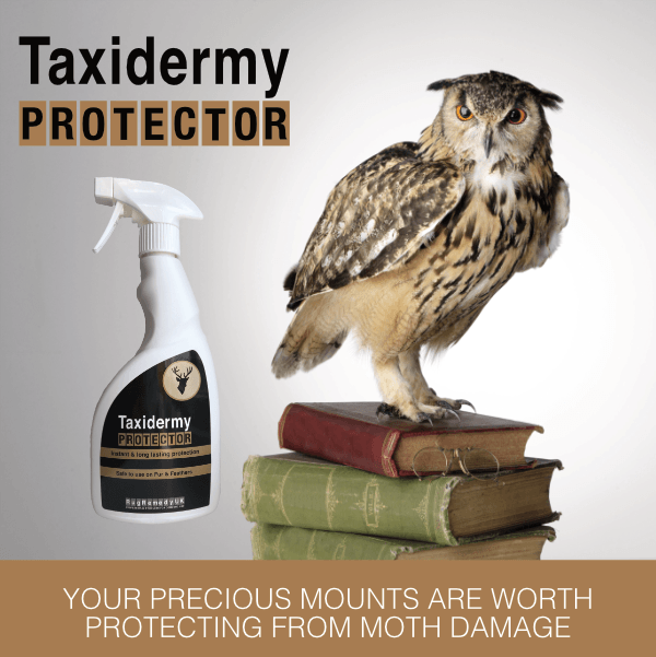 Taxidermy protector - image of taxidermy mounted owl