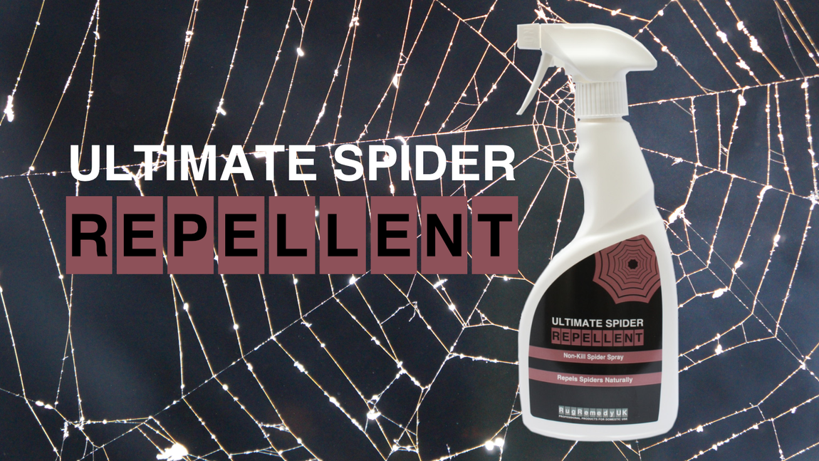 Image of a small web and a bottle of ULTIMATE SPIDER REPELLENT.
