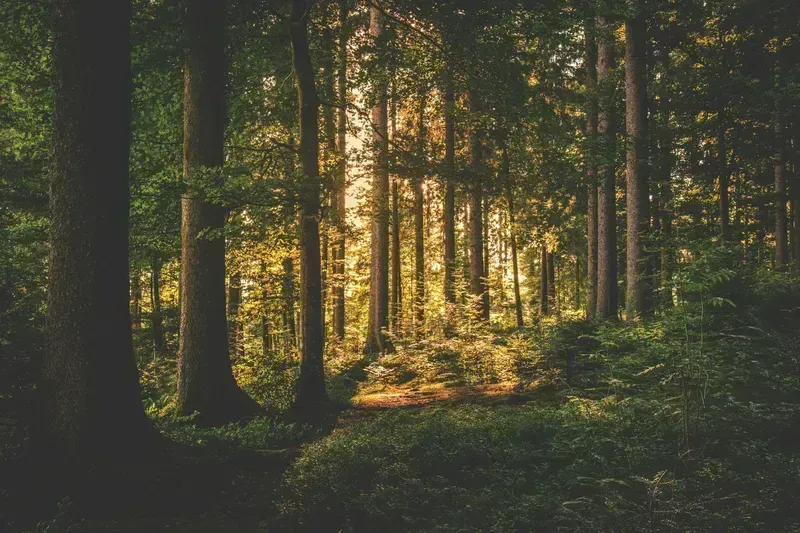 bvt-tree-faq-img