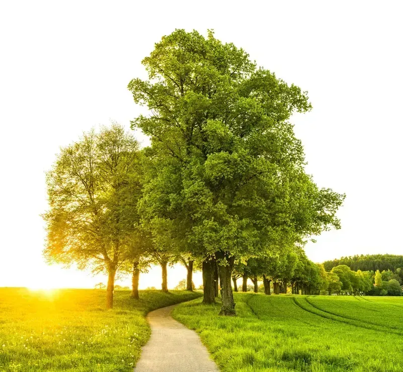 bvt-tree-faq-img