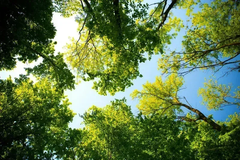 bvt-tree-faq-img