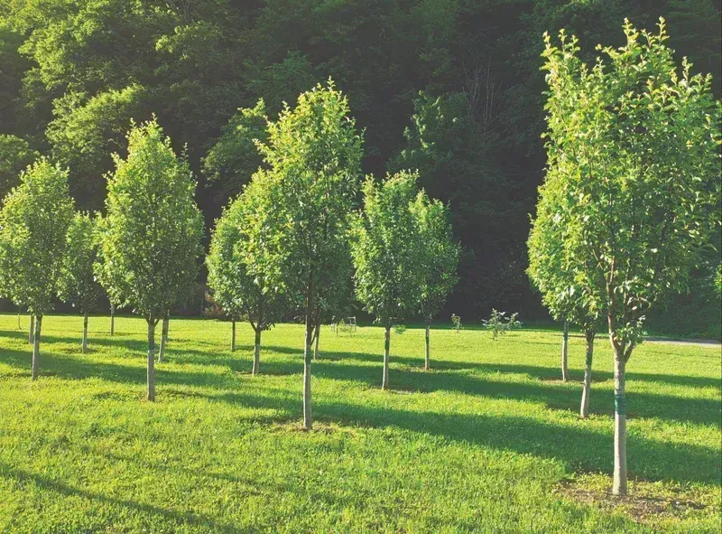 Row of young trees in a grassy field with a dark green treeline in the background.