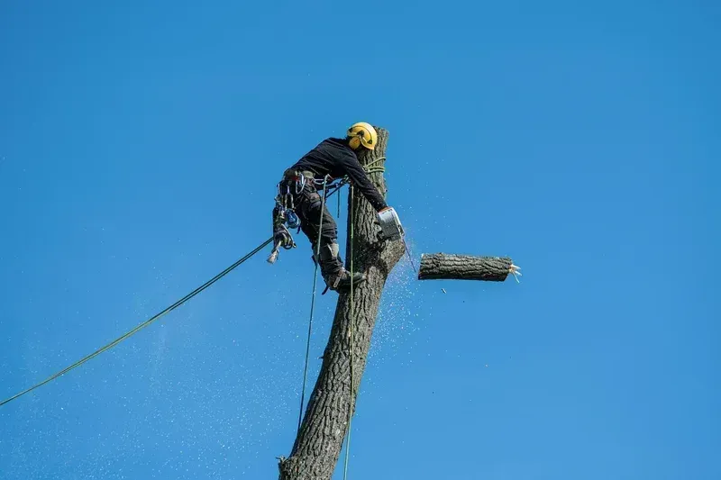 bvt-tree-faq-img