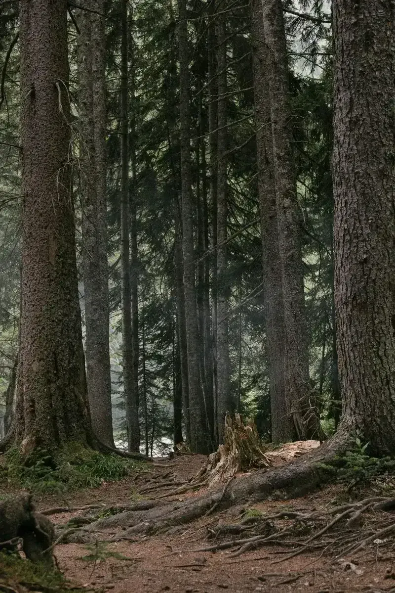 bvt-tree-faq-img