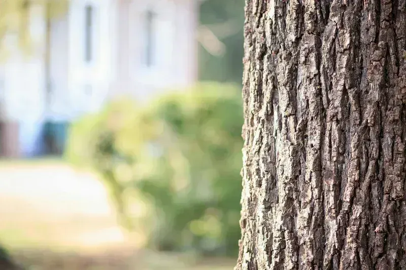 bvt-tree-faq-img