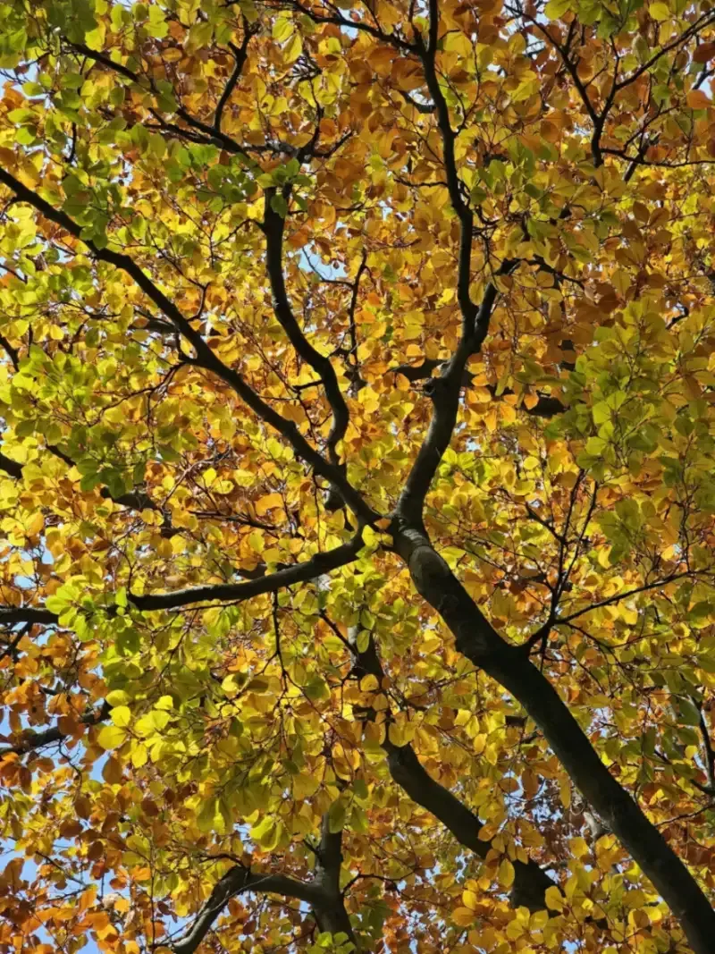 bvt-tree-faq-img