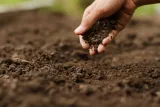 bvt-tree-soil-analysis