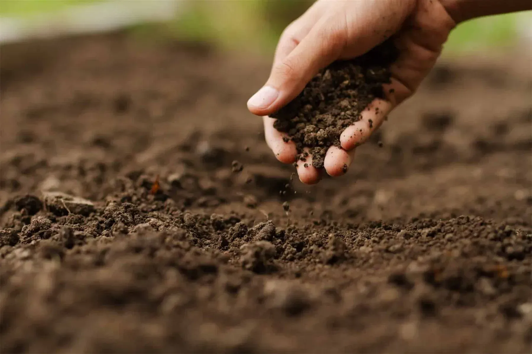 bvt-tree-soil-analysis