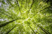bvt-tree-faq-img