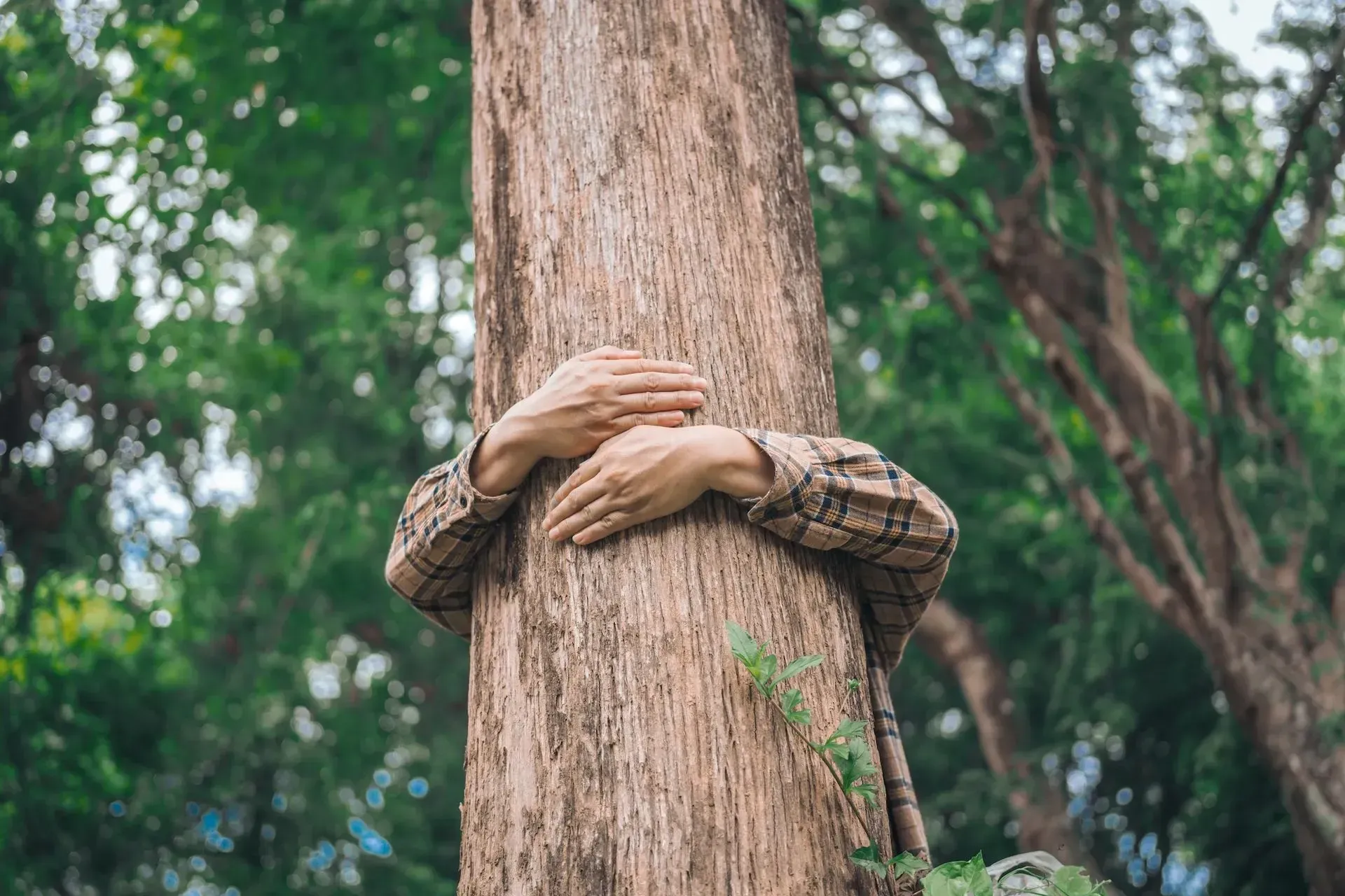 bvt-tree-review-img