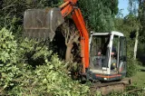 bvt-tree-land-clearing
