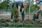 bvt-tree-planting