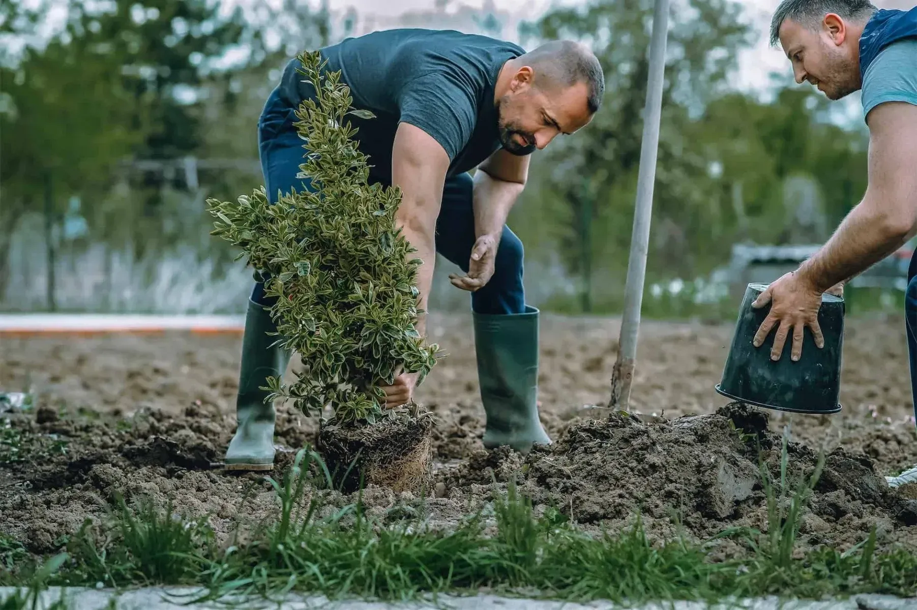 bvt-tree-planting