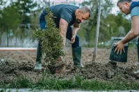bvt-tree-planting