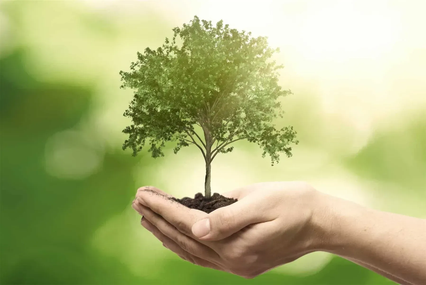 bvt-tree-care