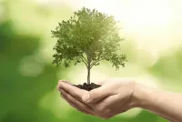 bvt-tree-care
