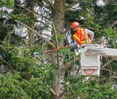 bvt-tree-services-area-img