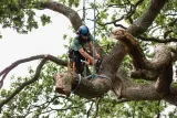 bvt-tree-root