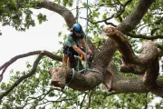 bvt-tree-root