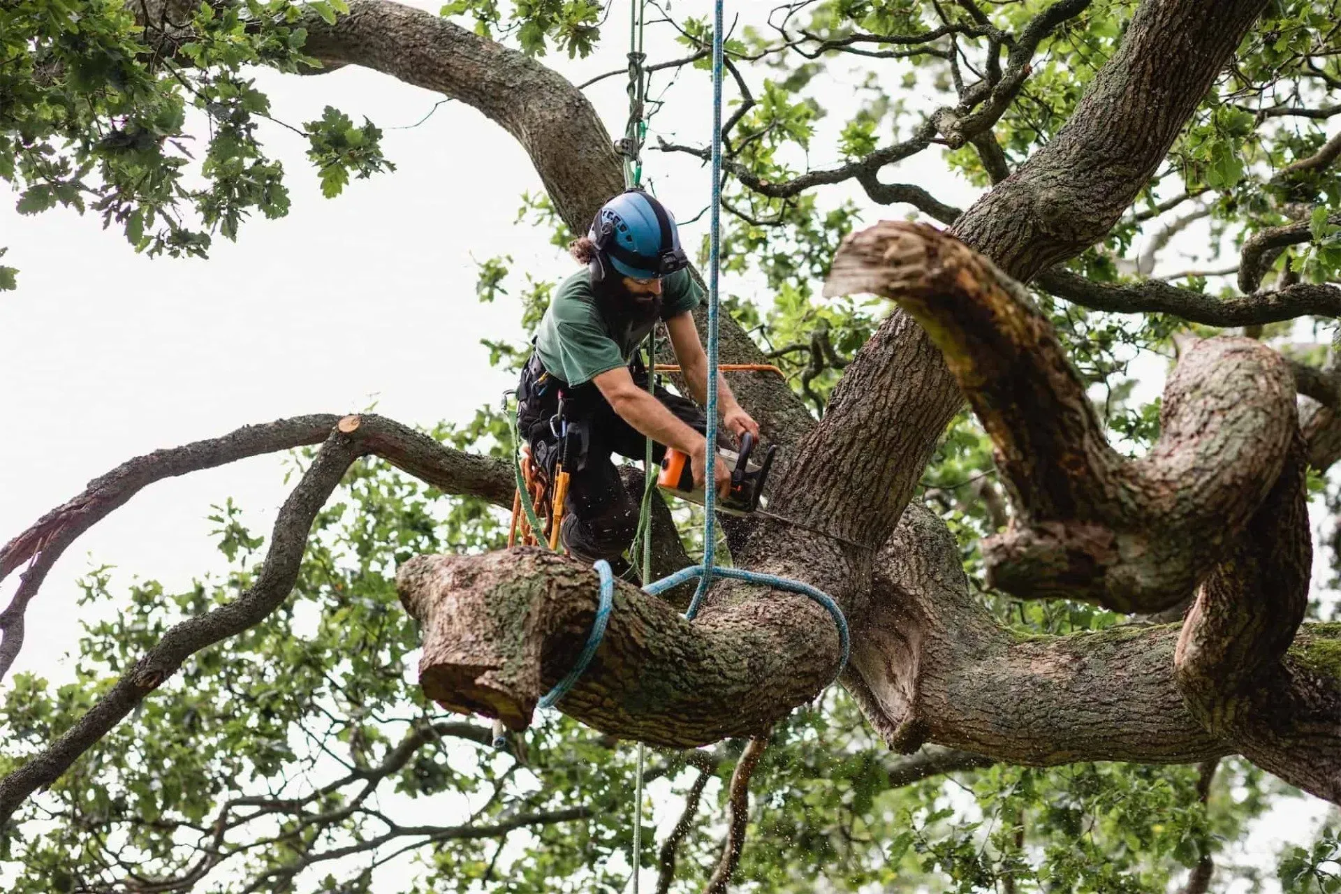 bvt-tree-root