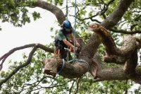 bvt-tree-root