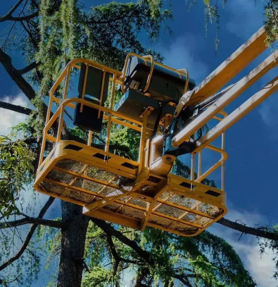 bvt-tree-cabling