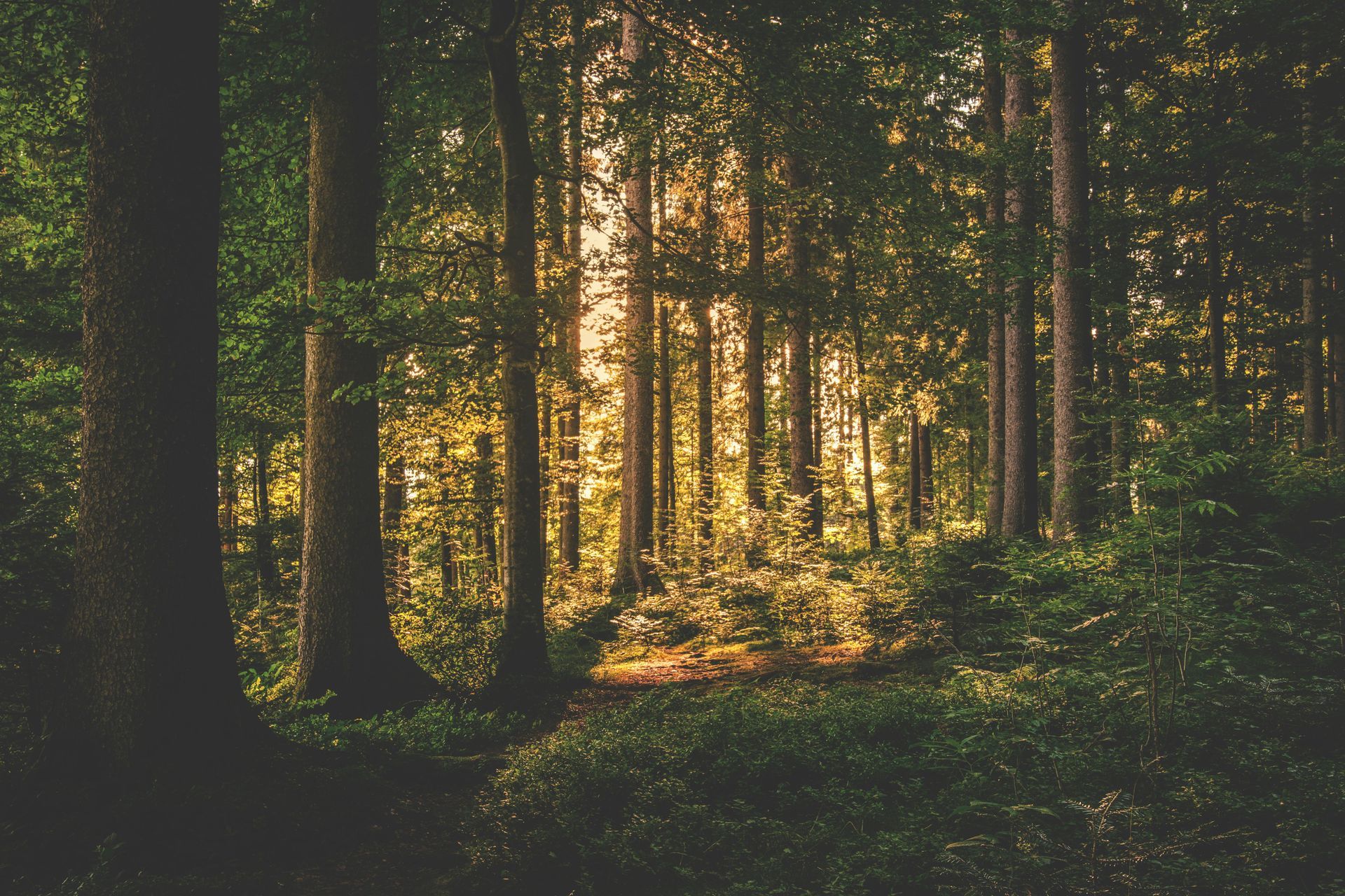 bvt-tree-faq-img
