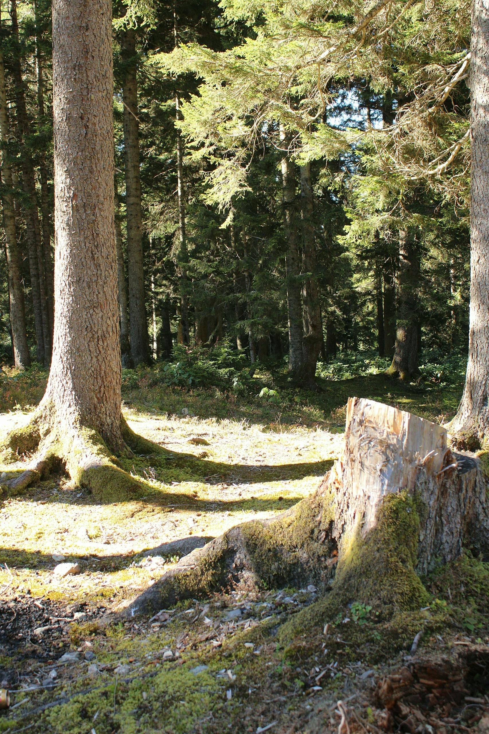 bvt-tree-faq-img