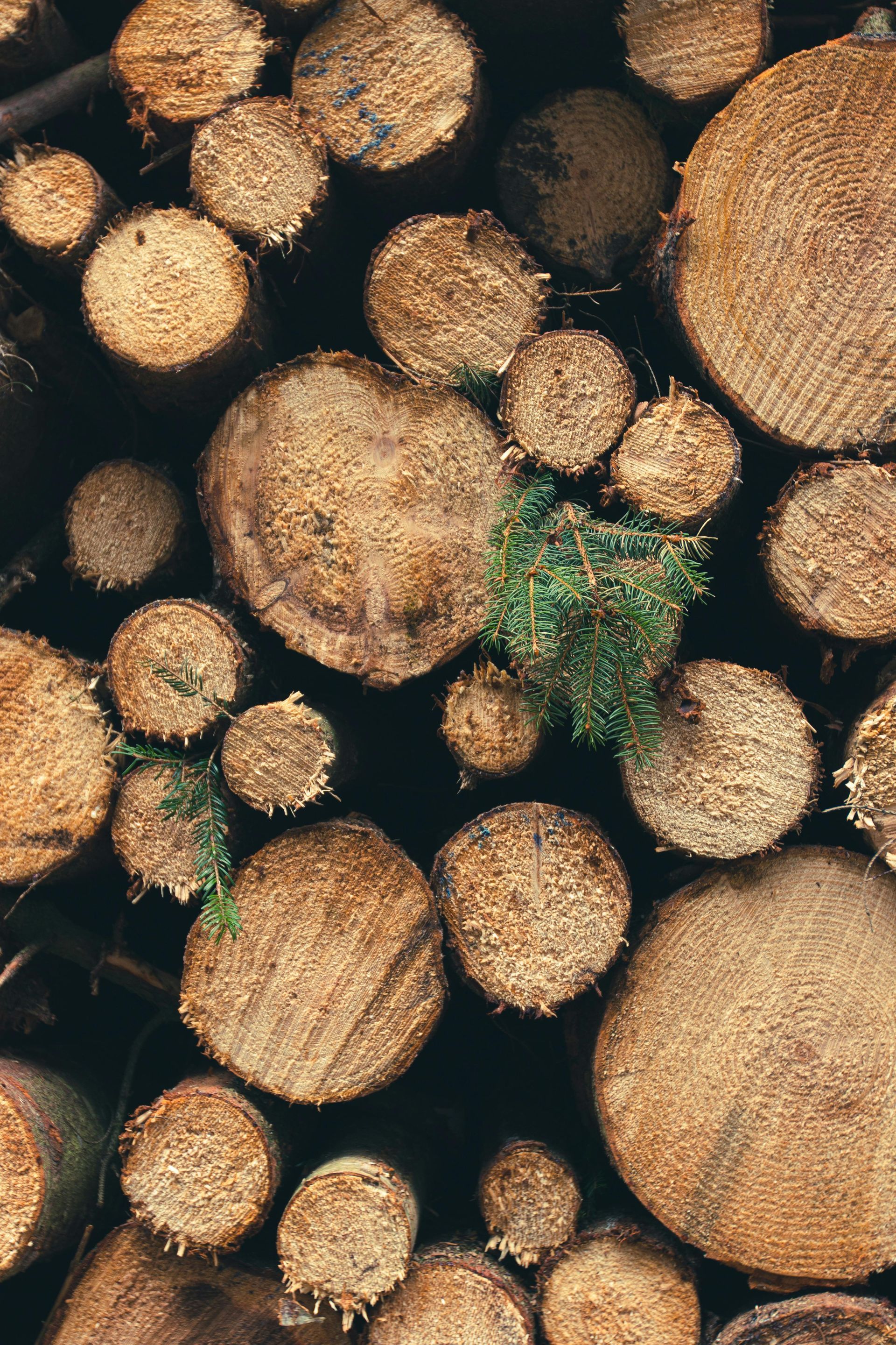 bvt-tree-faq-img